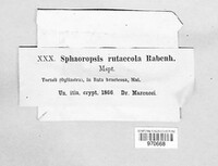 Sphaeropsis rutaecola image